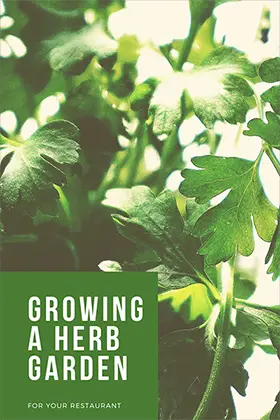 Growing a Herb Garden for Your Restaurant